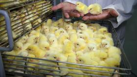 Немецкие птицеводы научились обходить запрет на убой цыплят